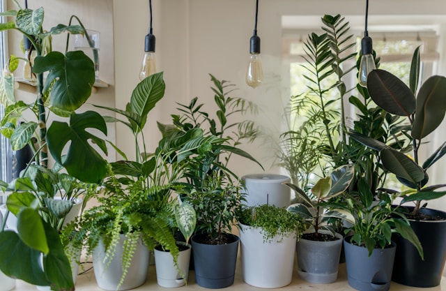 Discover Indoor Gardening at Rye House